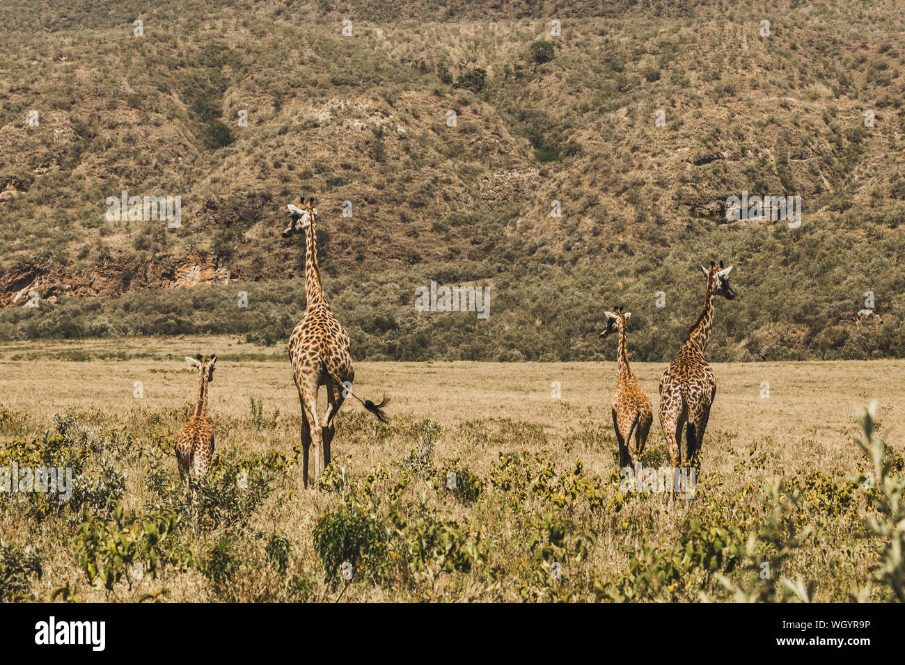 Famille de girafes balade dans le parc national du Kenya en Afrique. La vie des animaux sauvages étonnants. Troupeau de girafes. Safari à Nairobi, bienvenue à l'Afrique. Banque D'Images