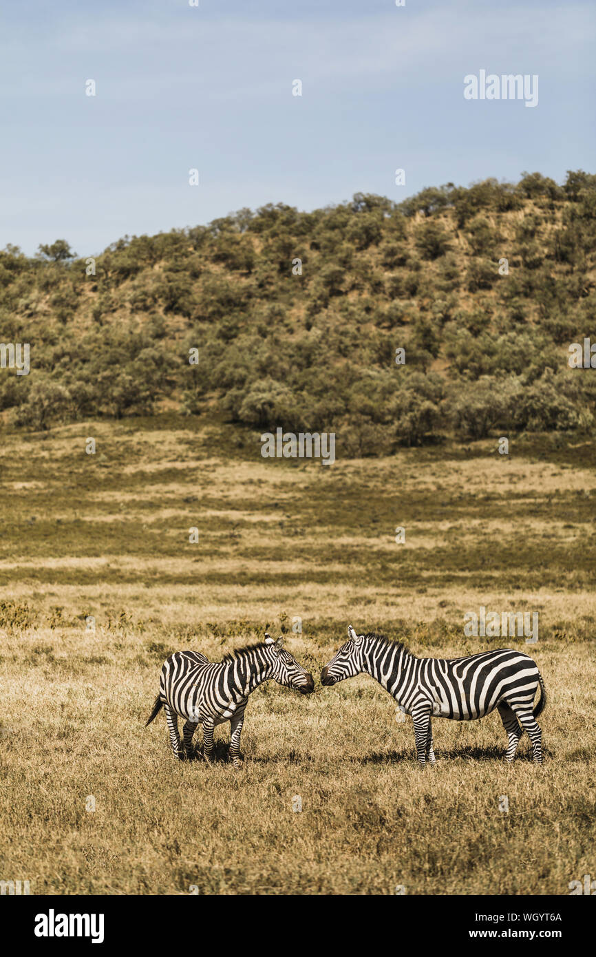 Couple de zèbres dans les savanes sur safari au Kenya parc national. L'harmonie dans la nature. L'amour des animaux sauvages. Banque D'Images