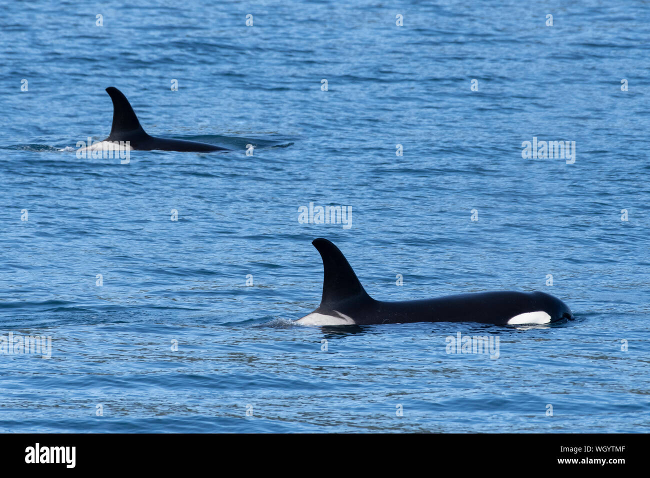 Amérique du Nord ; United States ; Alaska ; Résurrection Bay ; Mammifères marins, baleines, épaulard ou orque orcinus orca, Banque D'Images