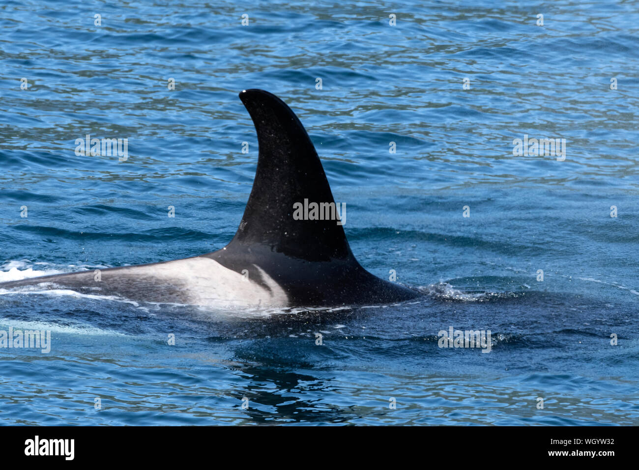 Amérique du Nord ; United States ; Alaska ; Résurrection Bay ; Mammifères marins, baleines, épaulard ou orque orcinus orca, Banque D'Images