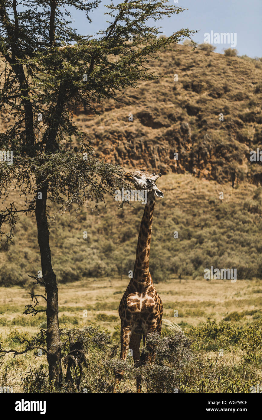 Une girafe manger les feuilles d'arbre le brunch. Safari au Kenya, Afrique. La nature sauvage. Banque D'Images