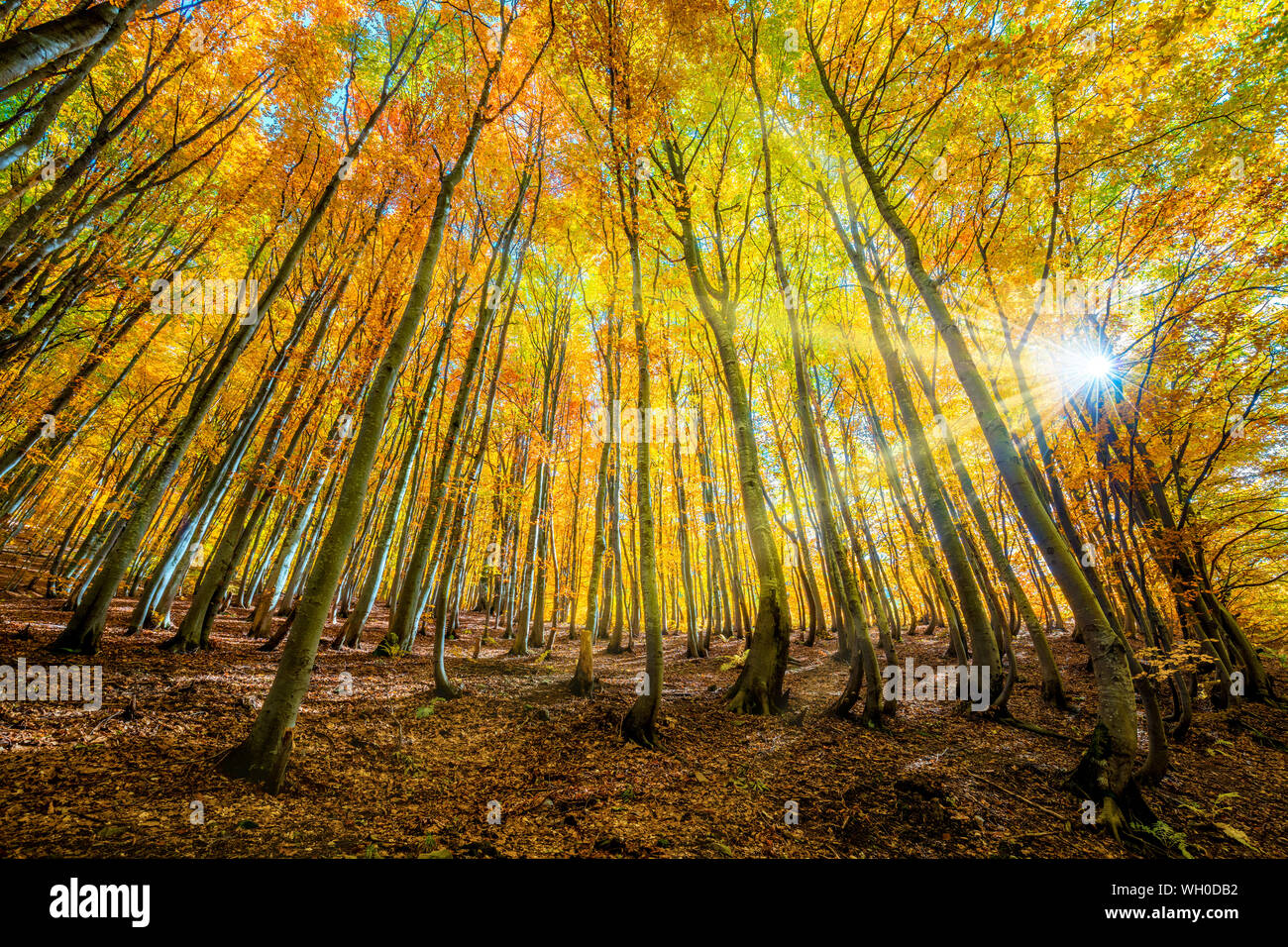 Golden Autumn Forest Contexte - paysage d'automne avec des feuilles jaunes et des arbres dans les forêts sauvages Banque D'Images