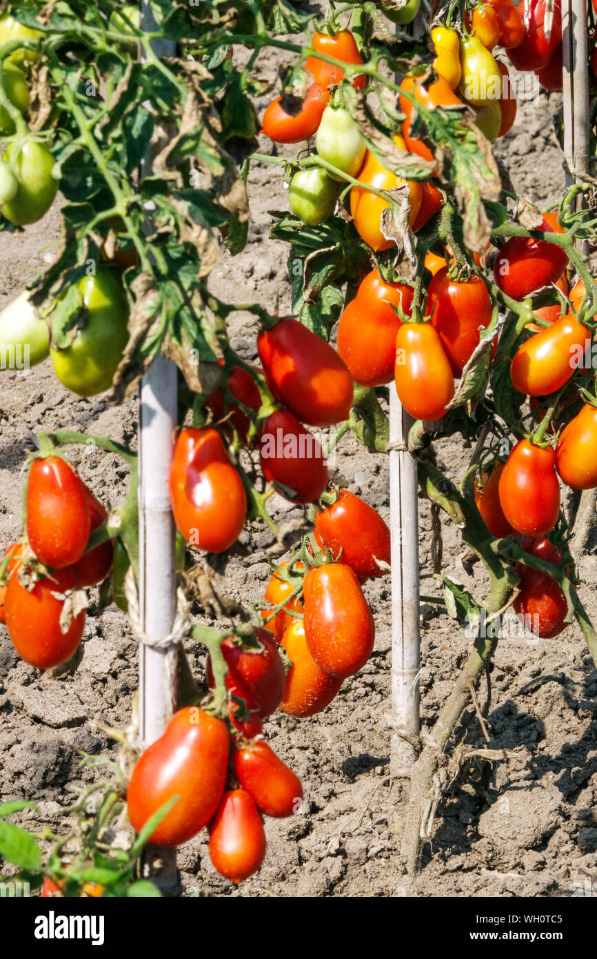 Tomates poussant sur la vigne dans le jardin, août tomates mûrissant bâton de soutien Banque D'Images