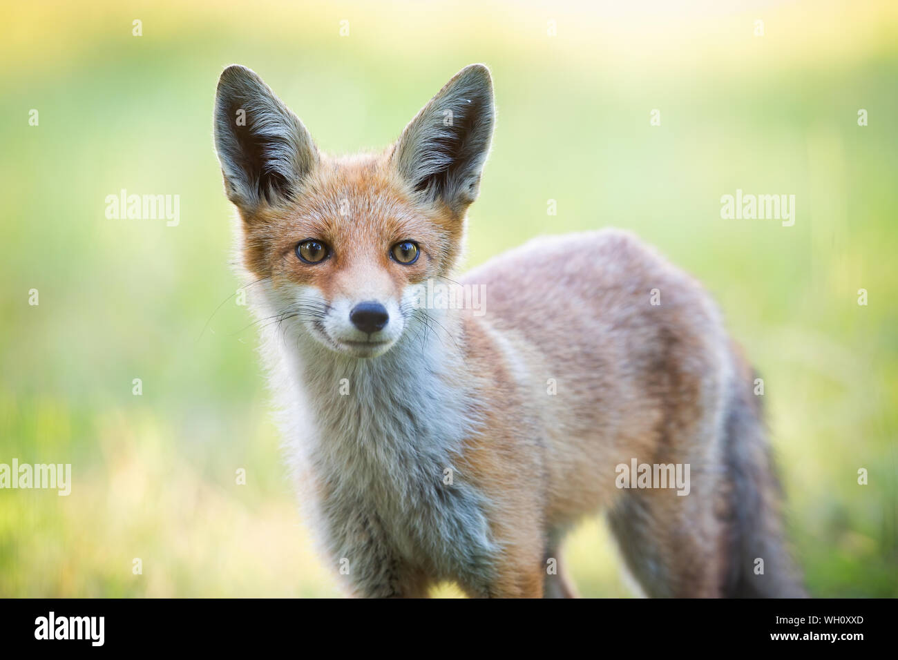 Close-up of red fox head en pleine nature au printemps. Banque D'Images