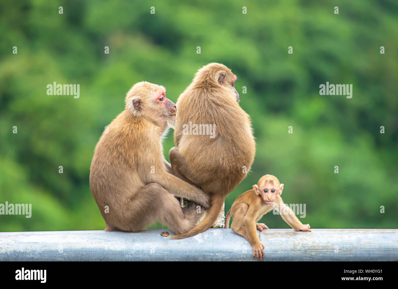 Père, mère et bébé singe assis sur une barrière bloquant la route des feuilles vertes. Banque D'Images