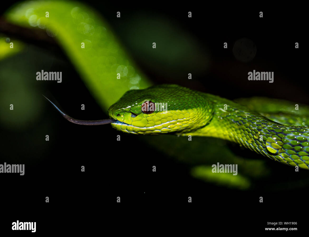 Close-up of Green Snake Banque D'Images