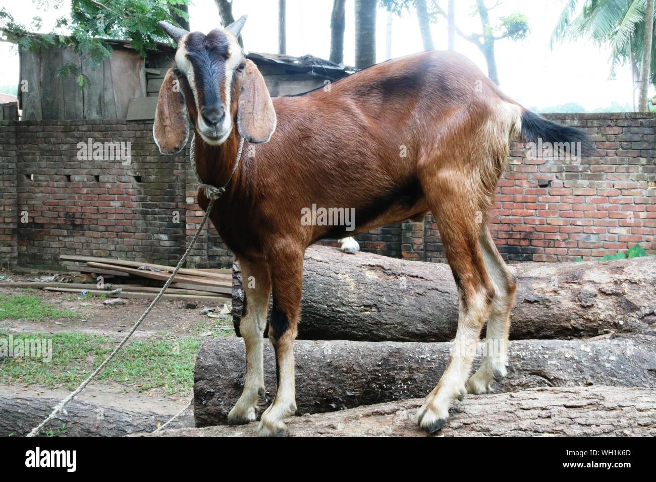 Brown animal domestique ou de chèvre sur le terrain Banque D'Images