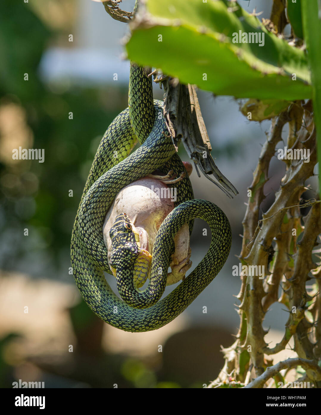 Les bijoux d'ornement - serpent serpent (Chrysopelea paradisi) se bloque sur un cactus avec une grosse grenouille dans sa bouche. Grenouille a gonflé pour ne pas être mangé Banque D'Images