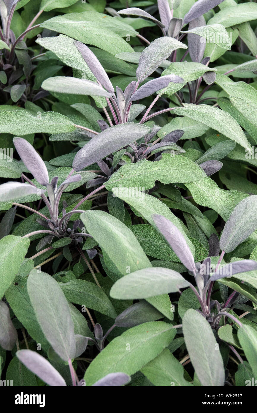 Herbes culinaires Salvia officinalis purpurascens Purple Sag feuilles plantes culinaires herbes aromatiques Salvia herbe culinaire, Salvia purpurascens feuillage herbe Banque D'Images