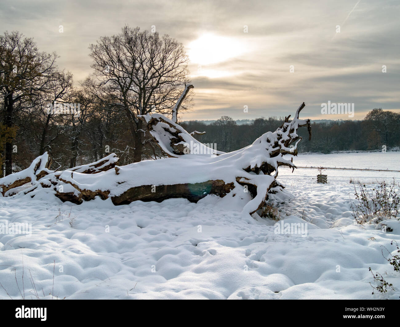 Couvert de neige arbre tombé à faible soleil d'hiver et de silhouettes d'arbres, Derbyshire, Angleterre, RU Banque D'Images