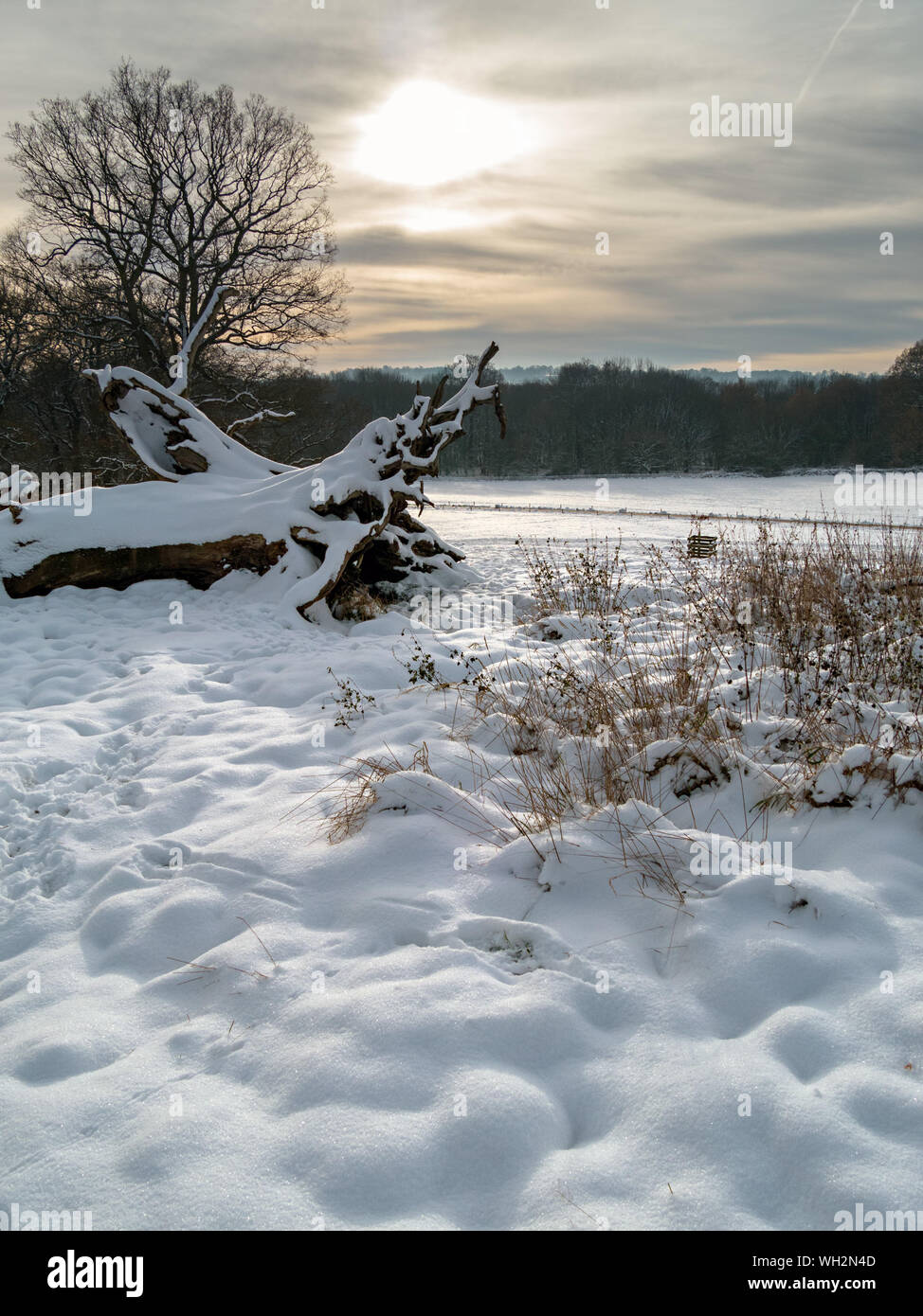 Couvert de neige arbre tombé à faible soleil d'hiver et de silhouettes d'arbres, Derbyshire, Angleterre, RU Banque D'Images