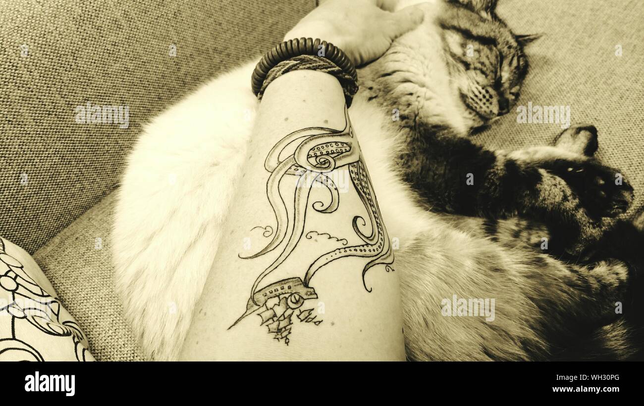 Cat Tattoo Banque D Image Et Photos Page 2 Alamy