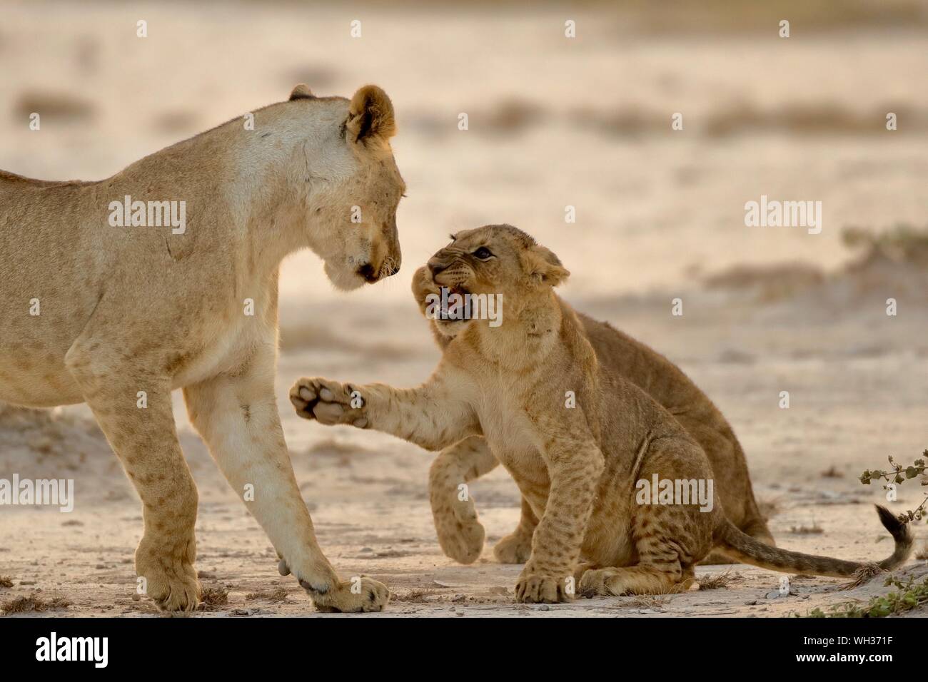 Calendrier De L'Avent Ours Jurant 2025, Calendrier De L'Avent Adulte 24
