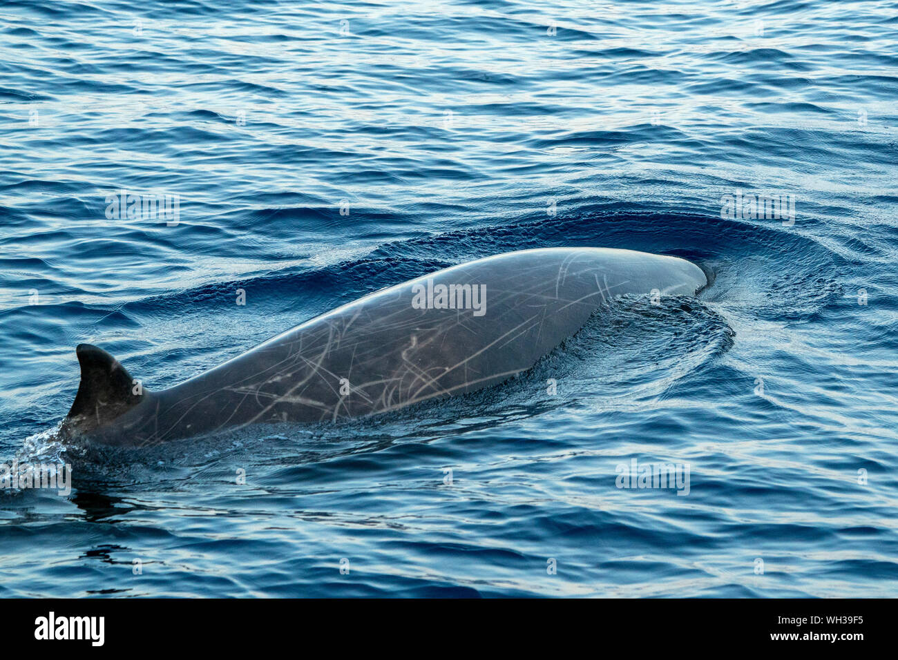 Oie dauphin baleine à bec de Cuvier ultra rare de voir Banque D'Images