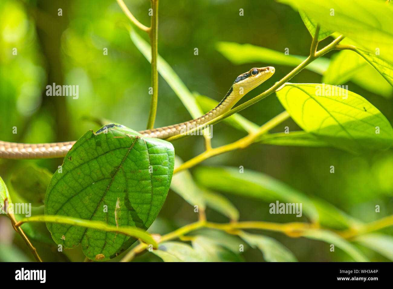 Rainforest Green snake dans Yanoda parc à côté de Sanya, Hainan, China Banque D'Images