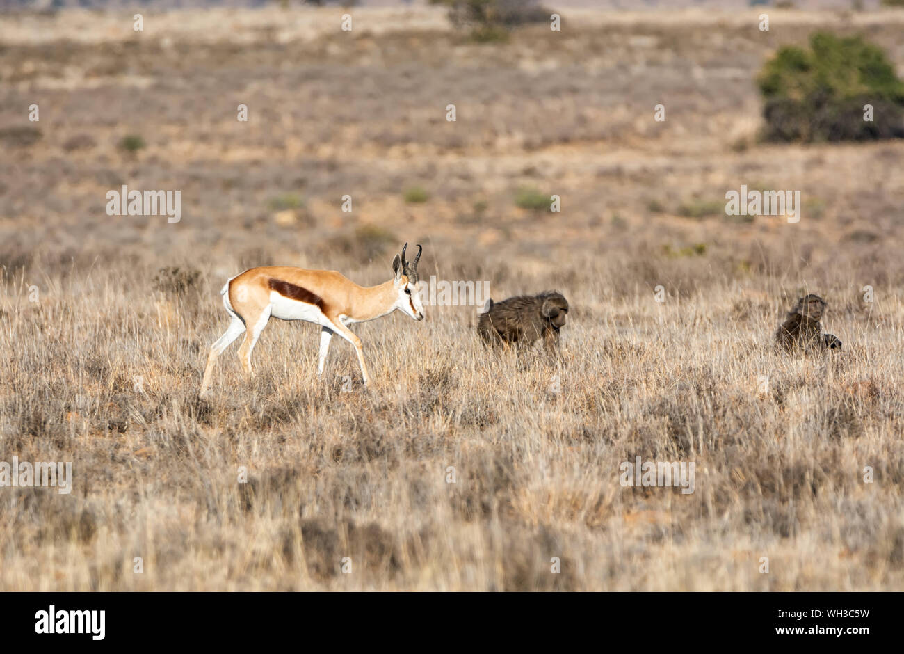 Les springboks et les babouins de savane de l'Afrique australe en quête de nourriture Banque D'Images