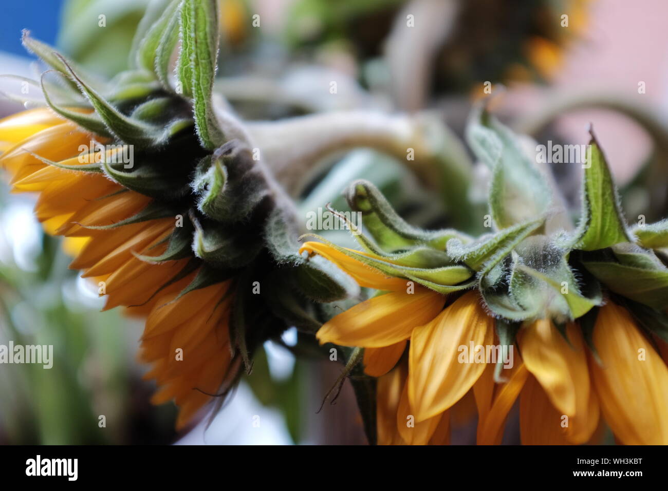 Vue d'en haut de la magnifique, vibrant jaune tournesol (Helianthus) à la recherche d'une radieuse journée d'été. Banque D'Images