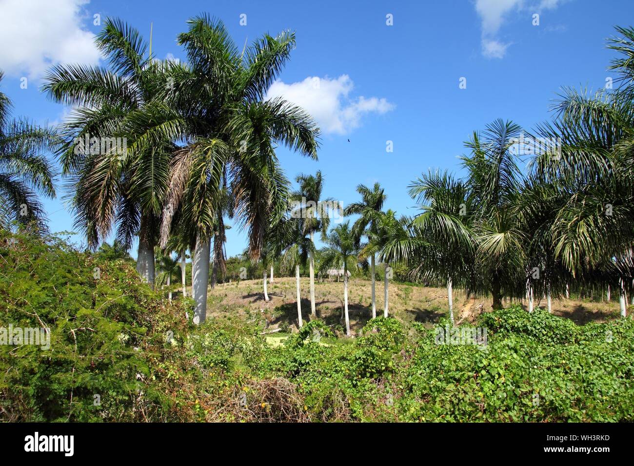 Cuba paysage - Royal Palm Grove. Jungle et de palmiers. Banque D'Images