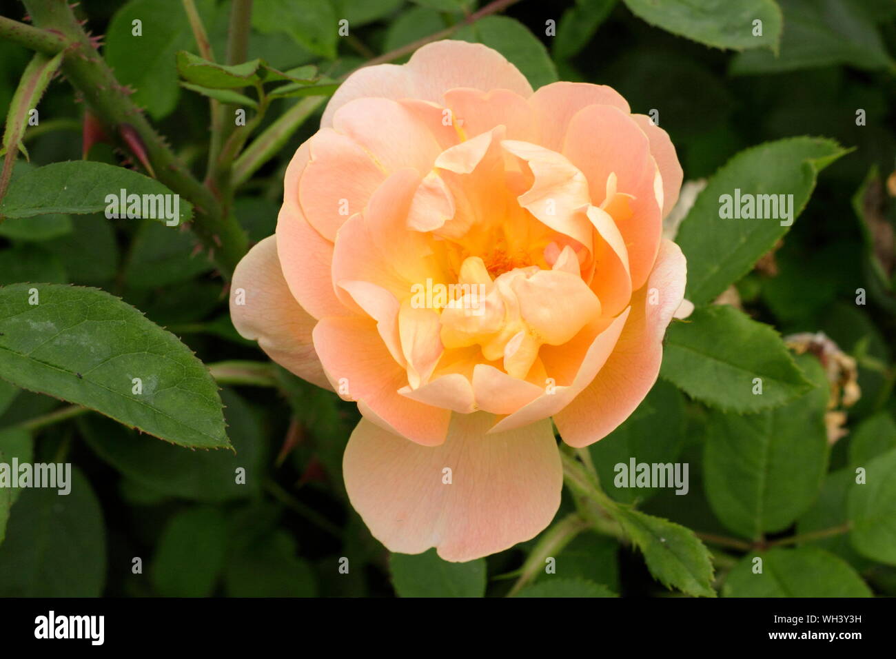 Rosa 'The Lark Ascending' rosier anglais arbustif par éleveur, David Austin. Banque D'Images