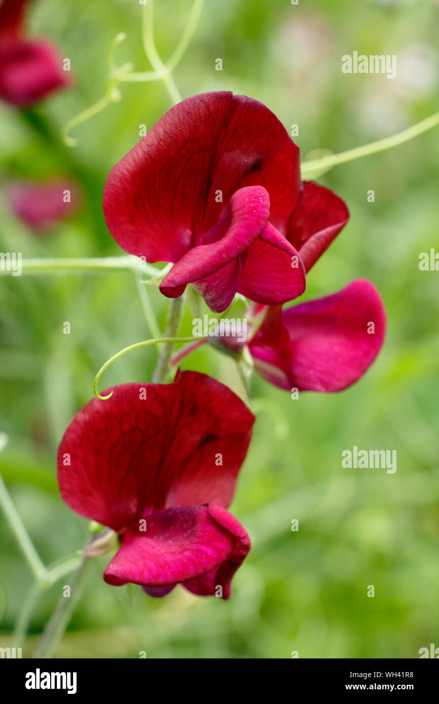 Lathyrus odoratus 'Black Knight' les petits pois affichage sombre caractéristique des fleurs. Juillet, UK Banque D'Images