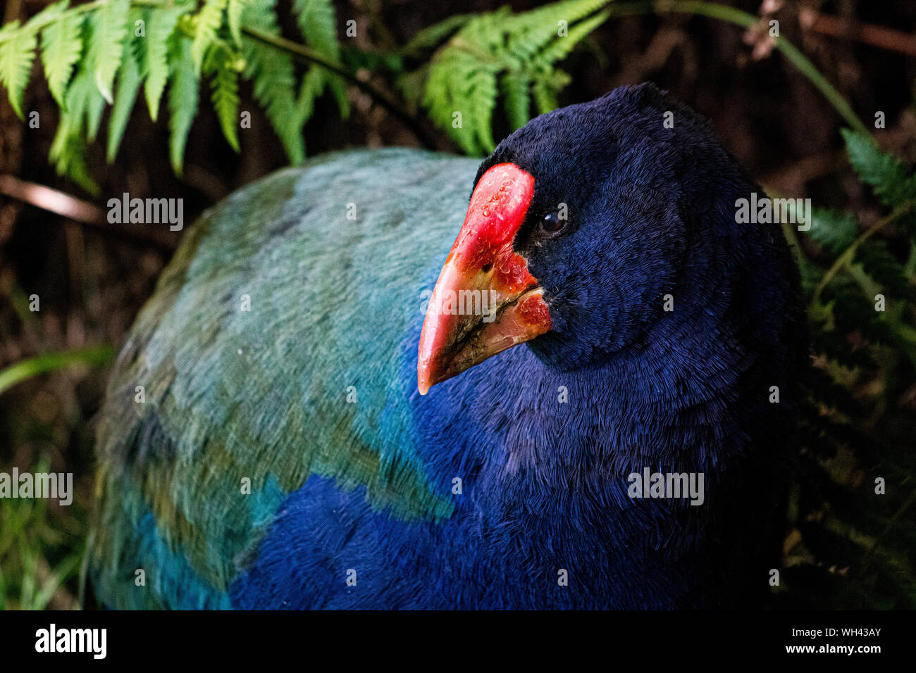 New Zealand Takahe dans un champ vert, gros plan Banque D'Images