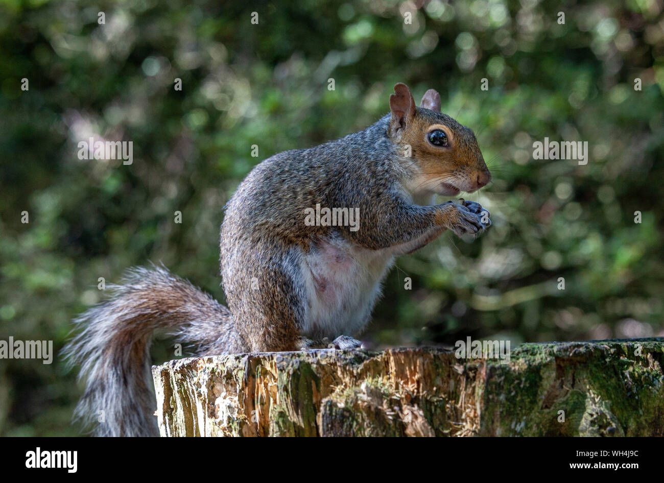 L'écureuil gris sauvage libre de la photographie de portrait. Golden Acre Park. Leeds West Yorkshire UK. Banque D'Images