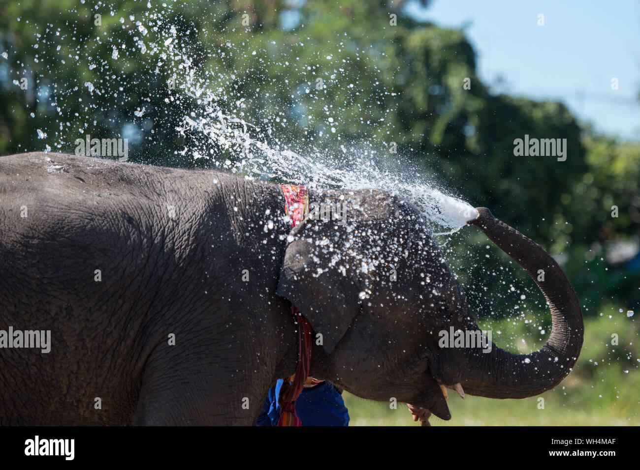 Pulvériser de l'eau à partir de la Malle d'éléphants Banque D'Images