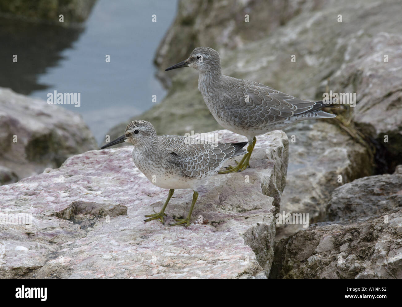 Noeud, Calidris canutus, juvénile, sur des rochers, la baie de Morecambe, Lancashire, UK Banque D'Images