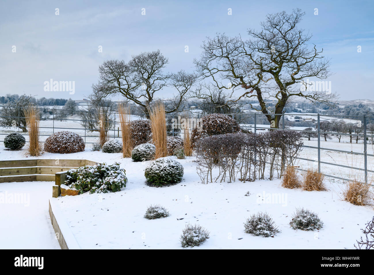 Élégant et contemporain, l'aménagement paysager et la plantation sur sol en bois posées bed & topiaire (graminées) - jardin d'hiver couvert de neige, Yorkshire, Angleterre, Royaume-Uni. Banque D'Images