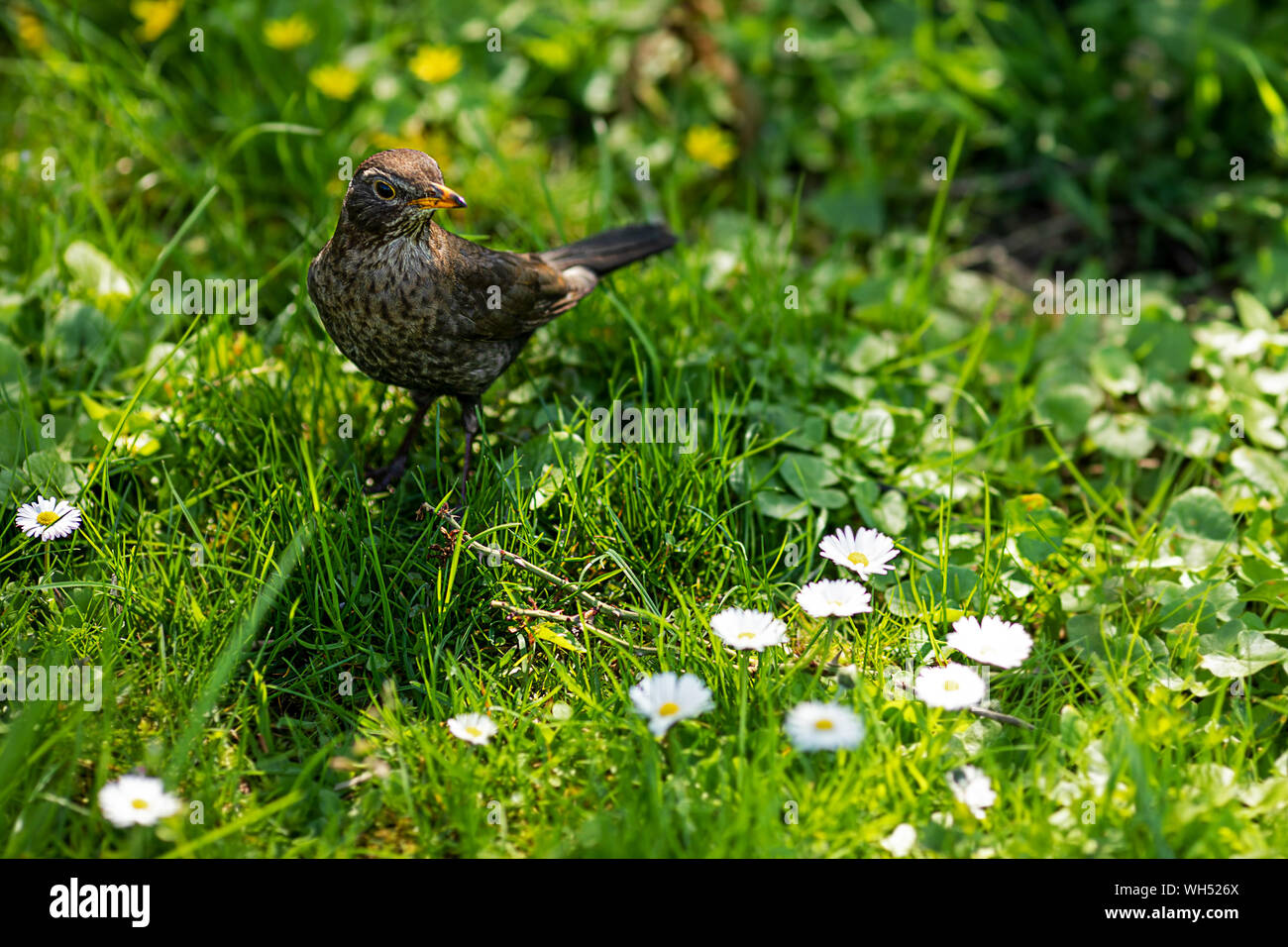 Blackbird européenne femelle photographié dans la cour Banque D'Images