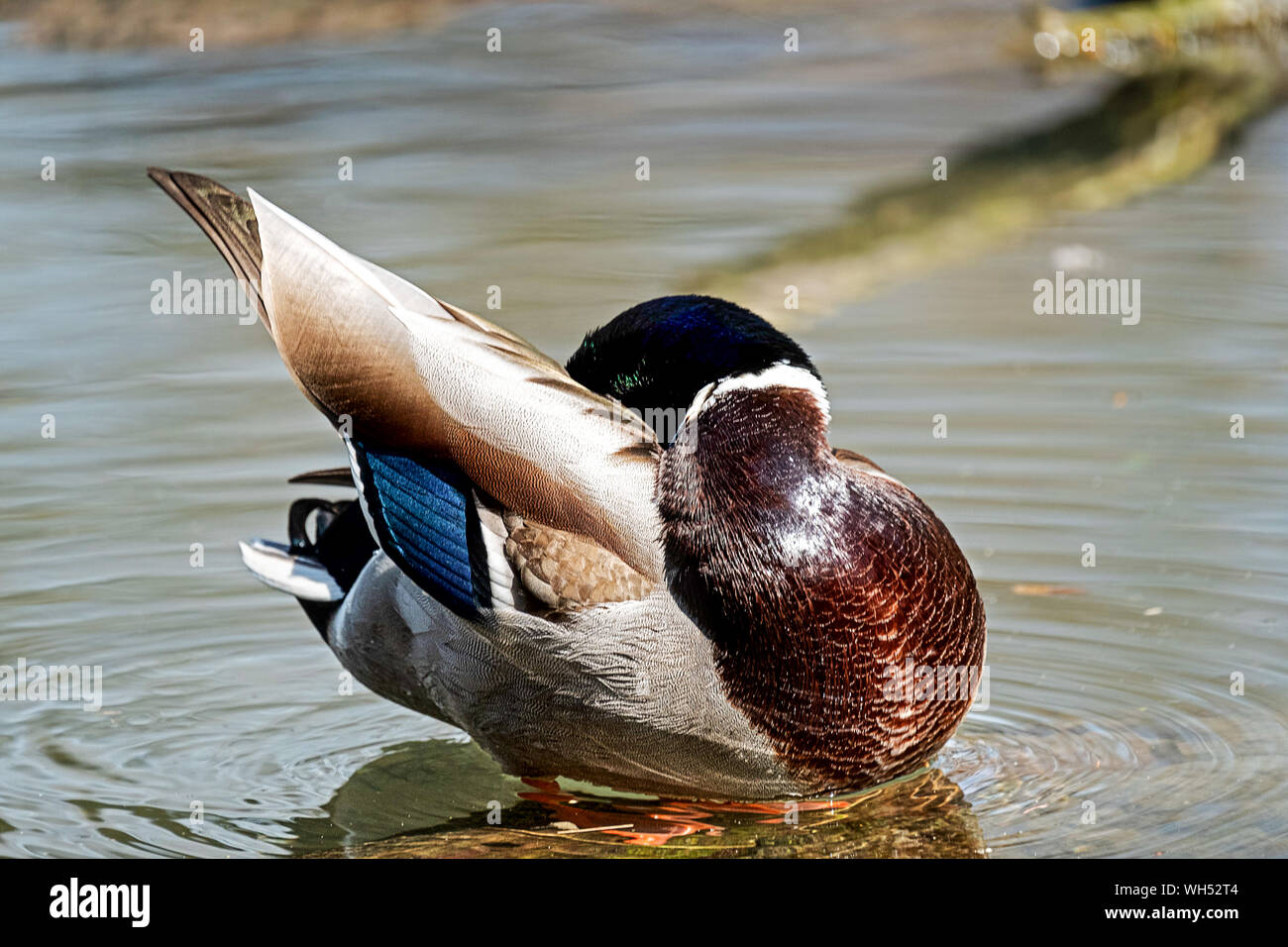 Canard colvert mâle ses plumes de toilettage Banque D'Images