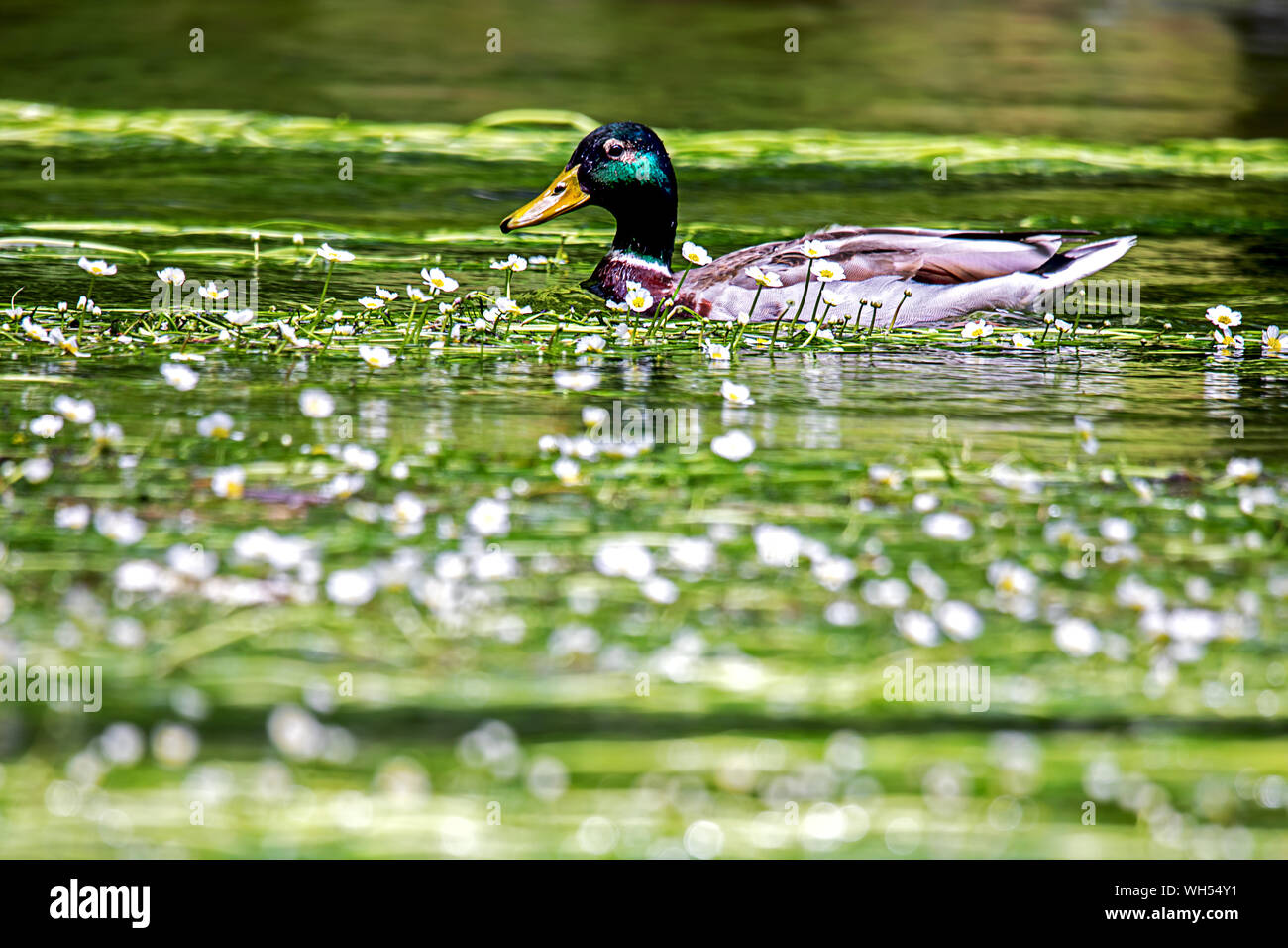 Canard colvert mâle piscine pleine d'eau blanche crowfoot Banque D'Images