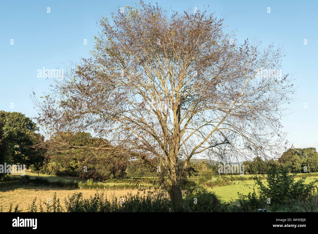 Frêne (Fraxinus excelsior) gravement touchées par la maladie chalarose du frêne (Hymenoscyphus fraxineus) à la frontière entre l'Herefordshire et Powys, UK Banque D'Images