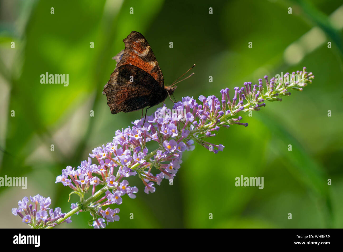 Peacock papillon sur une fleur Banque D'Images