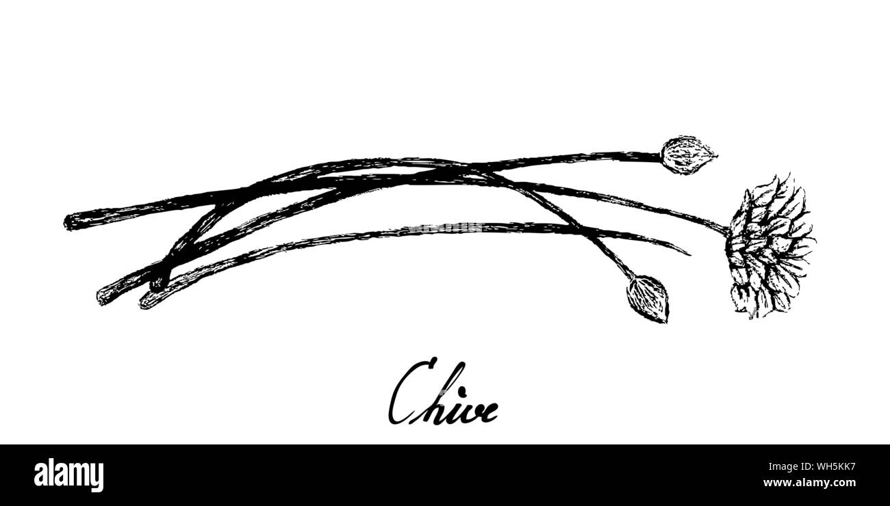 Herbes, Illustration de la floraison à la main ou de l'ail chinois Allium tuberosum isolé sur fond blanc Illustration de Vecteur