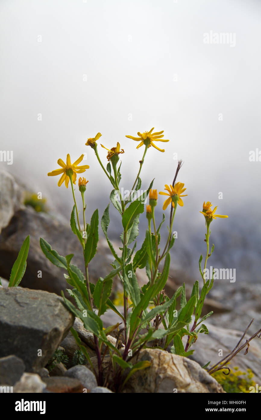 Chamois, séneçon Senecio maranta, dans un environnement rocheux, en arrière-plan montagnes brumeuses Banque D'Images