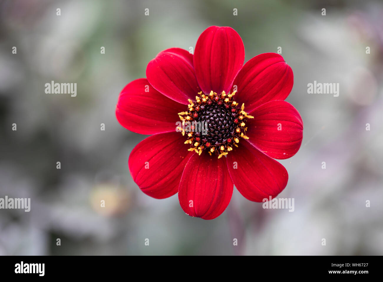 Gros plan de Dahlia Bishop d'Auckland fleurit dans un jardin anglais, Royaume-Uni Banque D'Images