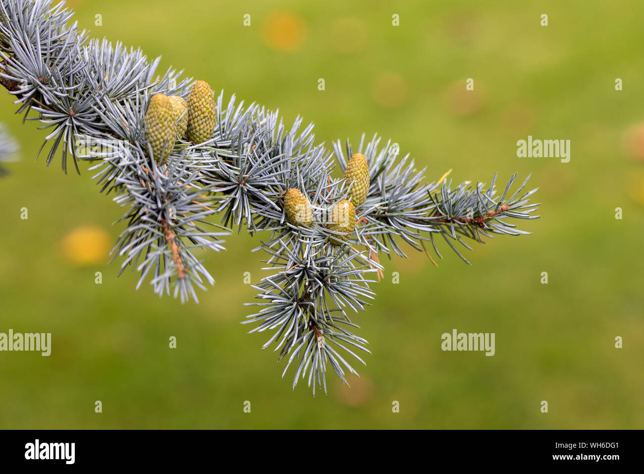 Près d'une succursale du Bleu Cèdre de l'Atlas, Cedrus atlantica Glauca Glauca Banque D'Images