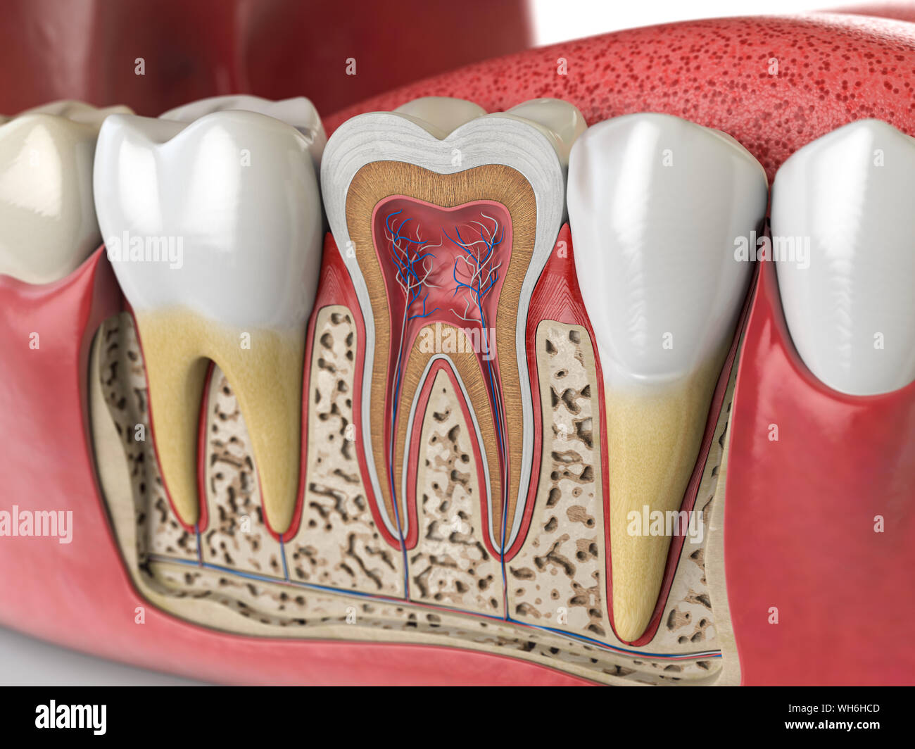 L'anatomie des dents humaines. Section transversale de la dent. 3d illustration Banque D'Images