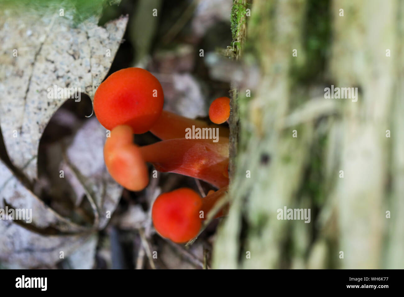 Champignons sauvages des forêts du Maine Banque D'Images
