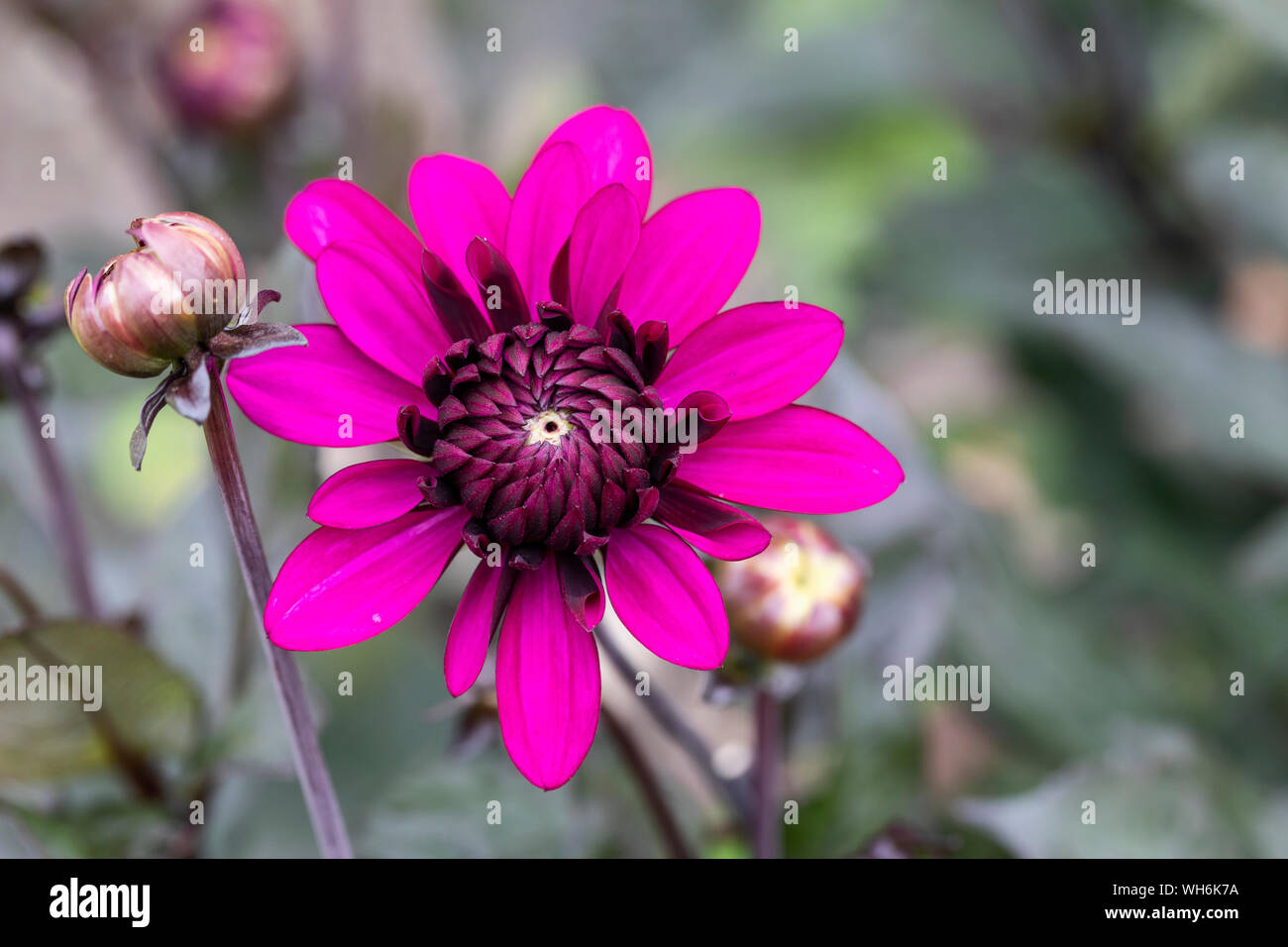 Gros plan de la fleur Dahlia Purple Flame fleurissant dans un jardin anglais, Royaume-Uni Banque D'Images