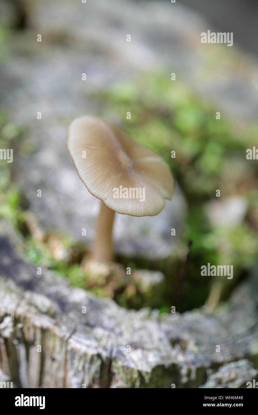 Champignons sauvages des forêts du Maine Banque D'Images