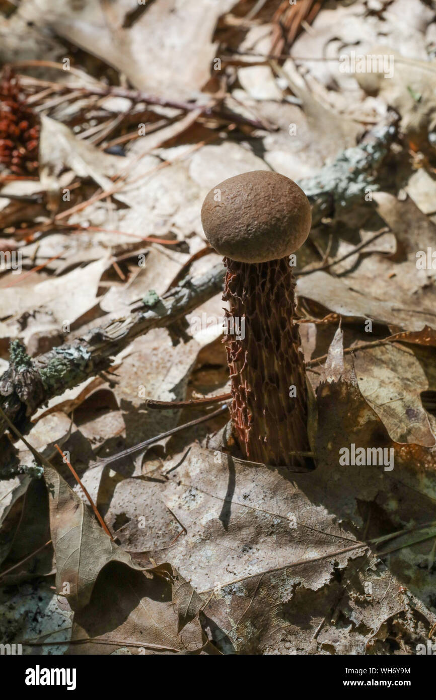 Champignons sauvages des forêts du Maine Banque D'Images