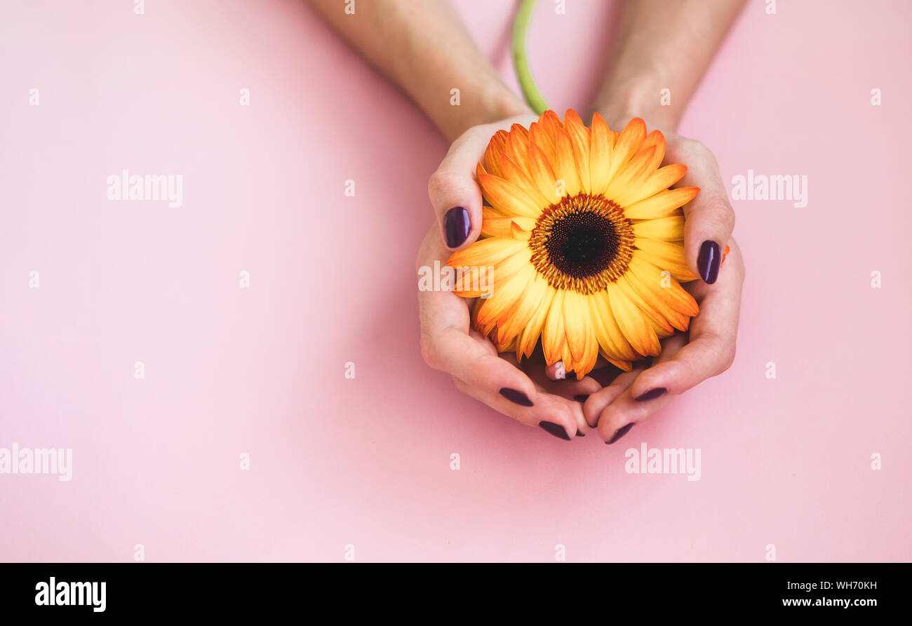 Femme de belles mains avec une manucure violet fleur gerbera jaune sur fond de papier rose. Concept de soins des ongles et la main Banque D'Images