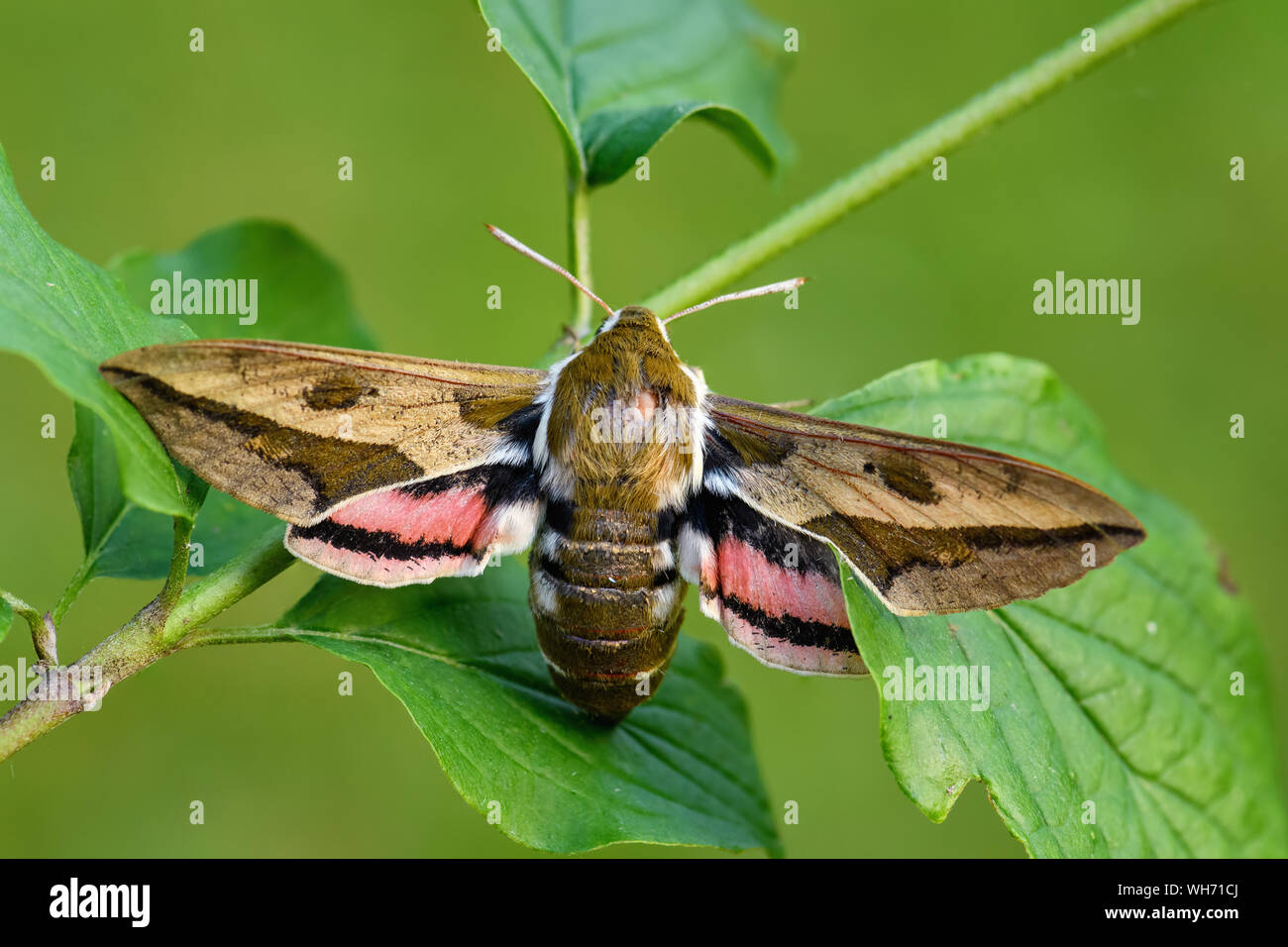 Spurge Hawk-moth - Hyles euphorbiae, couleur magnifique hawk-moth de forêts européennes, en République tchèque. Banque D'Images