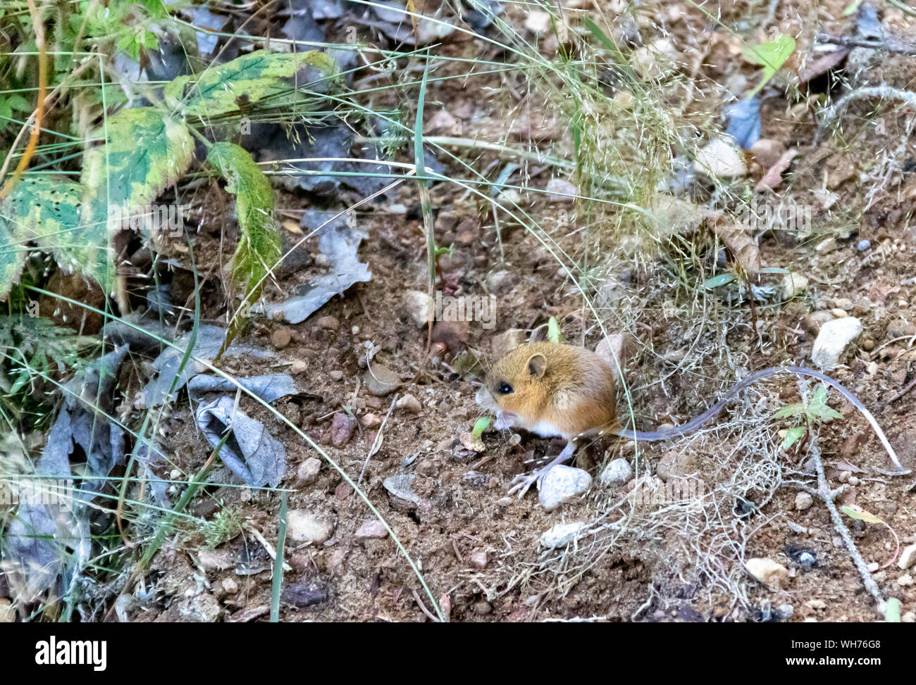 souris-sauteuse-des-bois-banque-de-photographies-et-d-images-haute