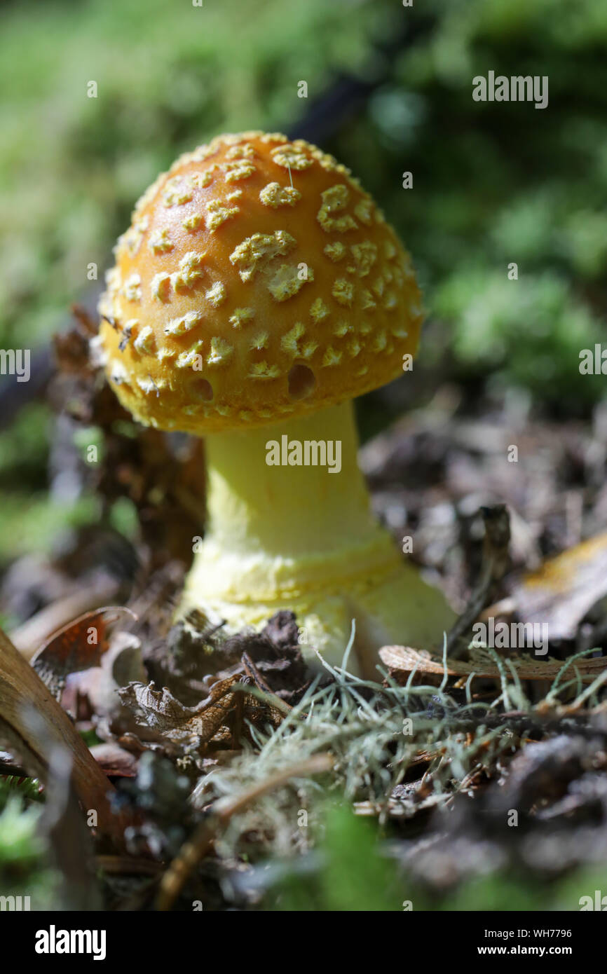 Champignons sauvages des forêts du Maine Banque D'Images