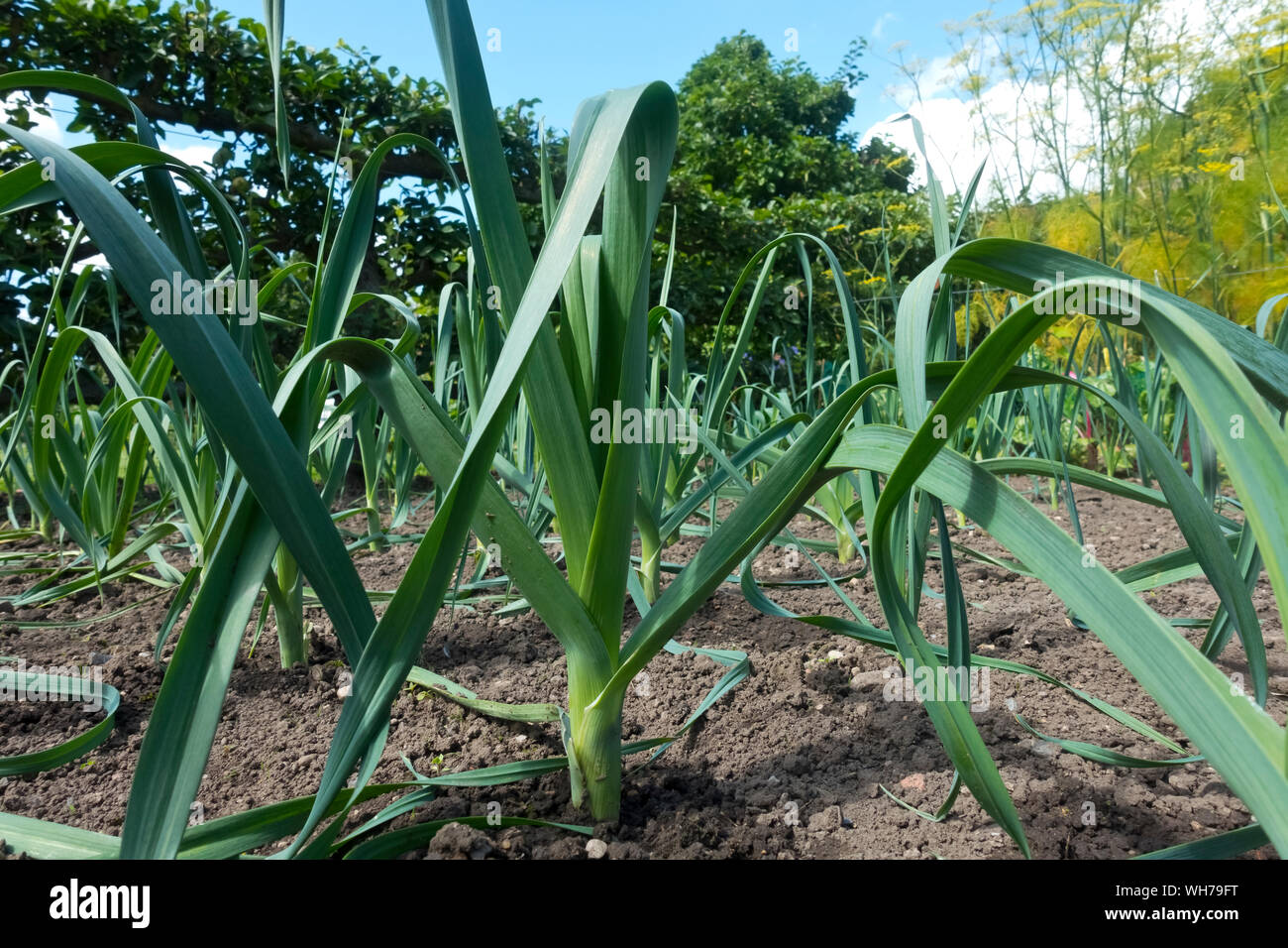 Gros plan de plantes végétales poireaux Pandora allium variété croissante sur le jardin d'allotissement été Angleterre Royaume-Uni Royaume-Uni Grande-Bretagne Banque D'Images