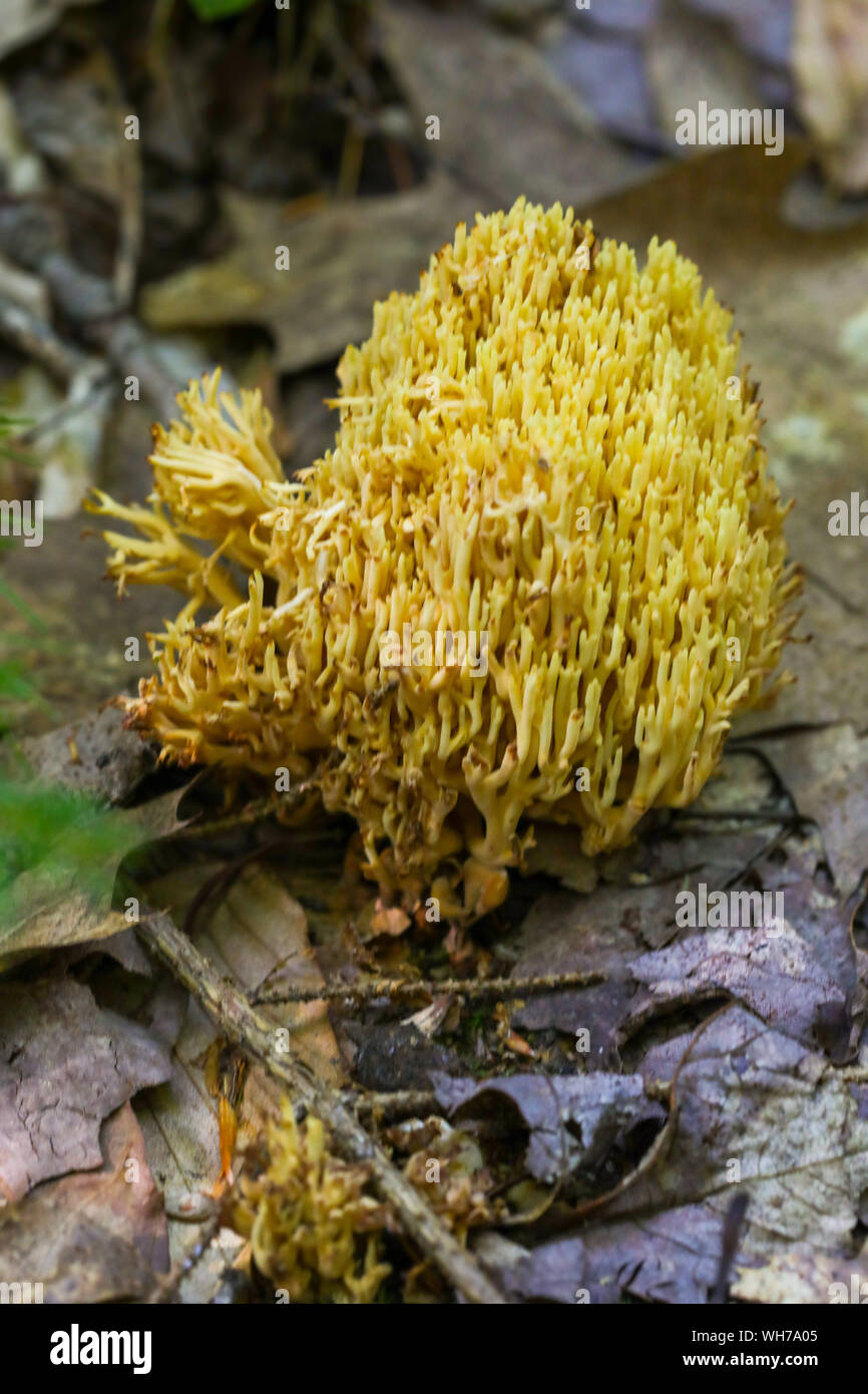 Champignons sauvages des forêts du Maine Banque D'Images