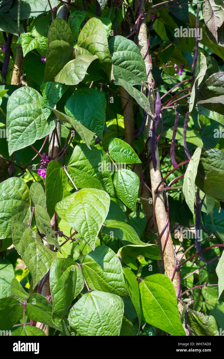 Gros plan de la plante de haricots blancs et de fleurs de chemin de couleur violet noir biologique qui poussent un cadre de poteaux en été Angleterre Royaume-Uni Grande-Bretagne Banque D'Images